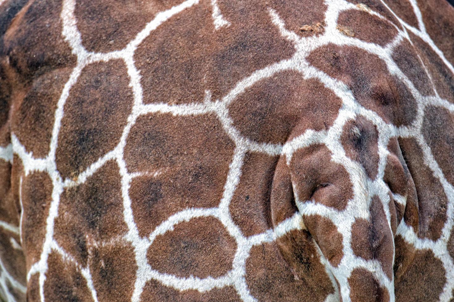 fundo de textura de pele de girafa fechar foto