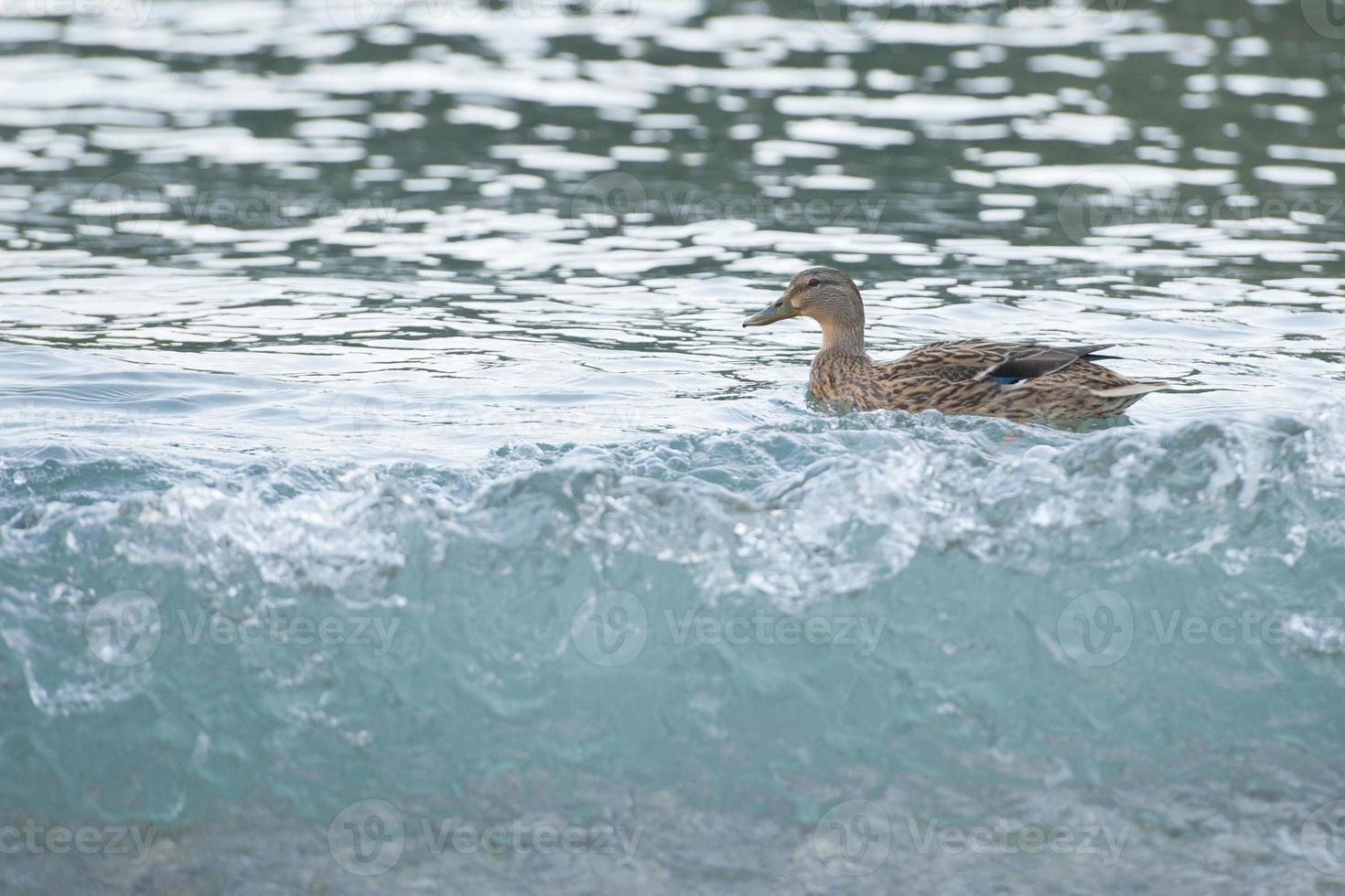 selvagem Pato em a costa foto