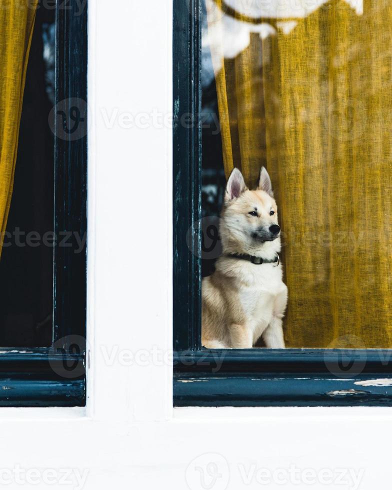 um cachorro em amsterdam, holanda foto