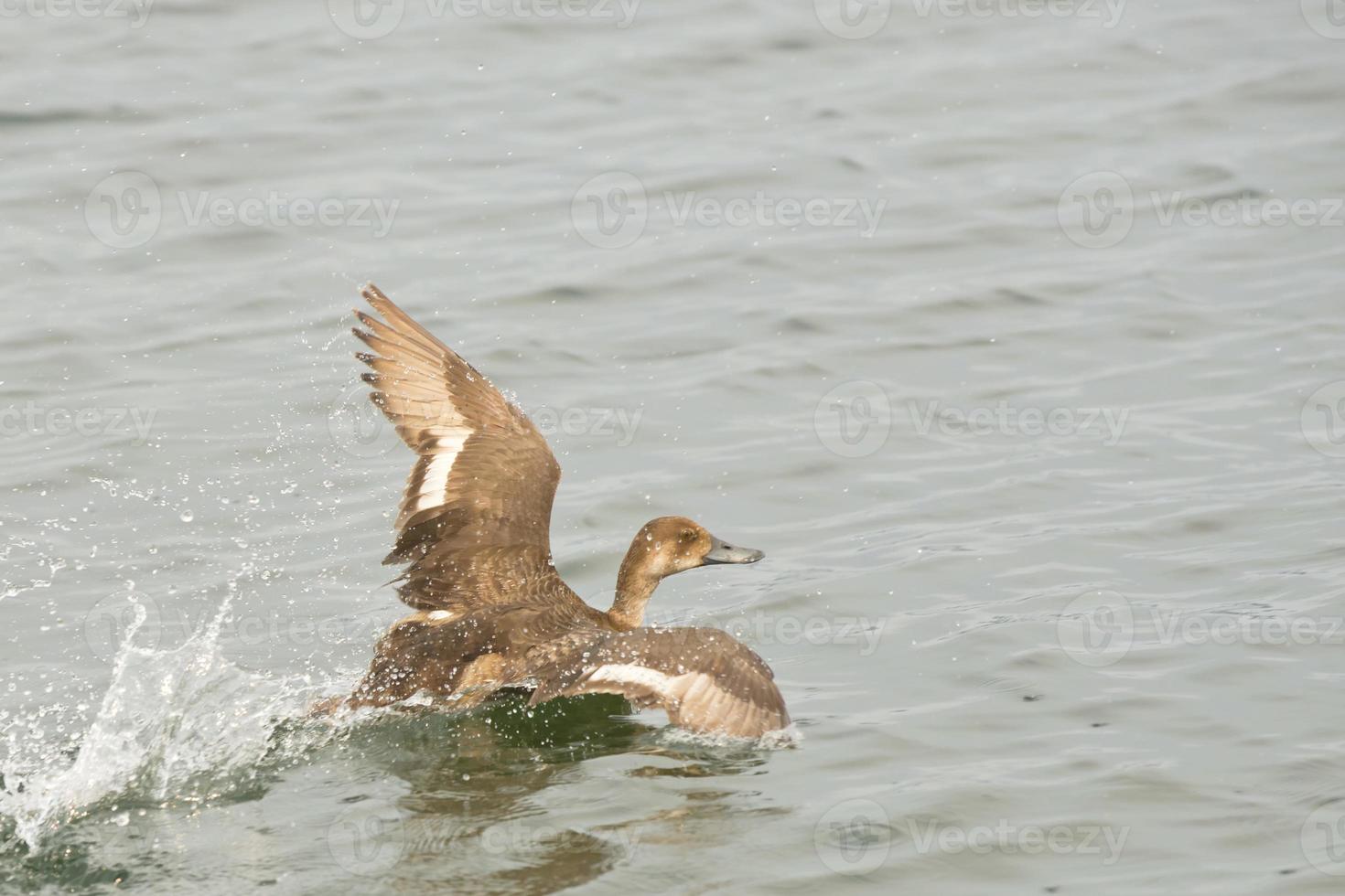 uma Pato enquanto vôo a partir de água foto