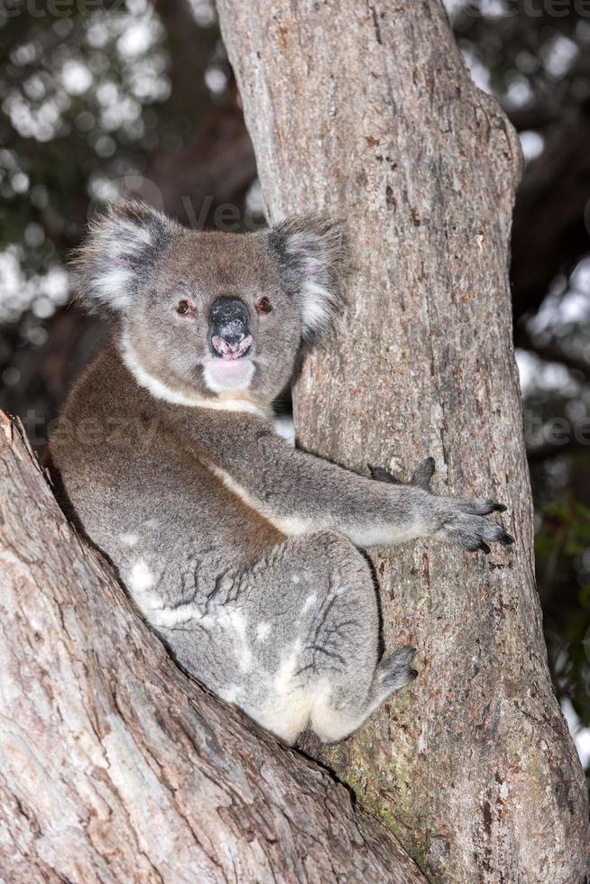 coala selvagem em uma árvore enquanto olha para você foto