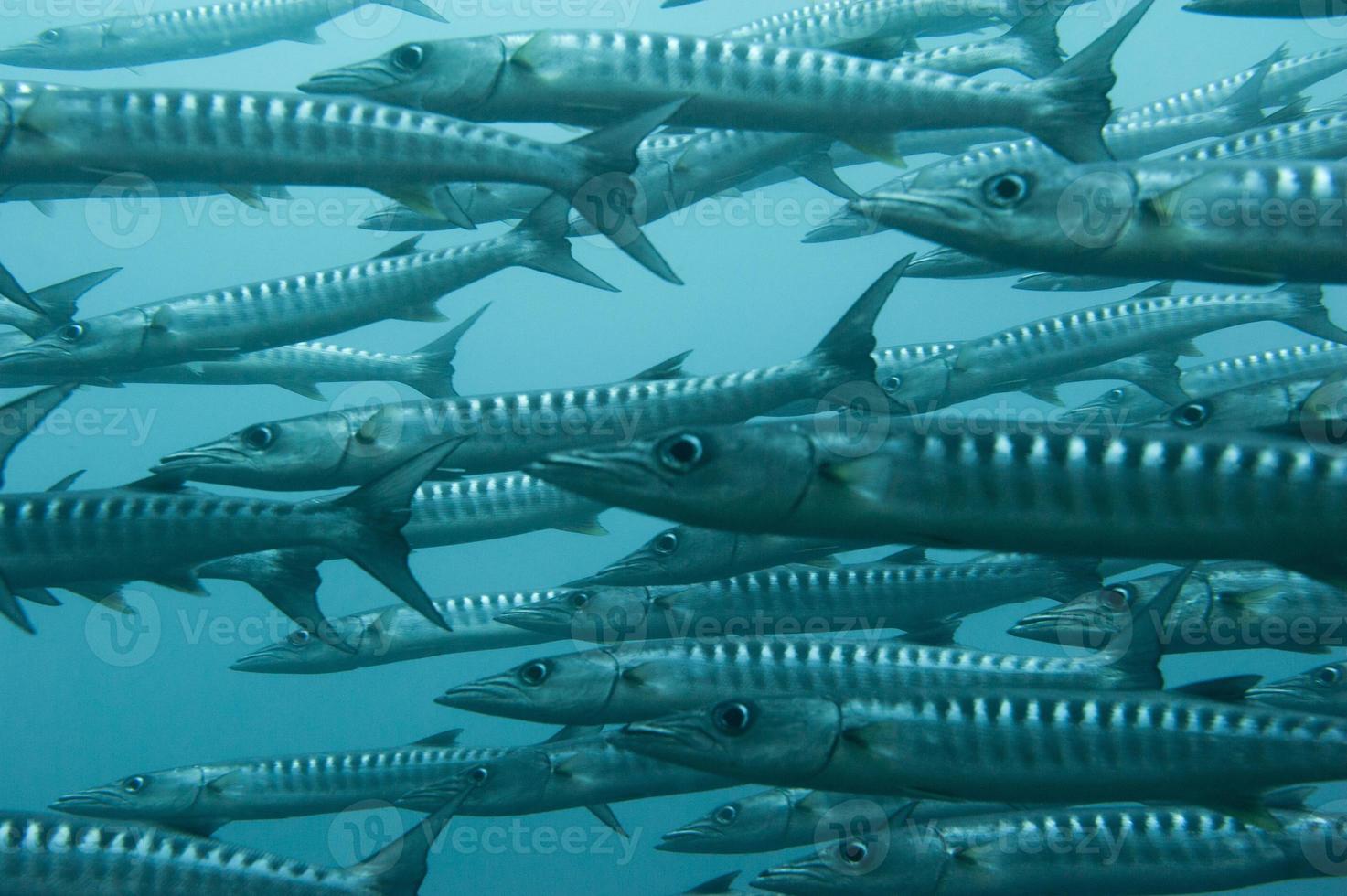 dentro de um cardume de barracudas foto