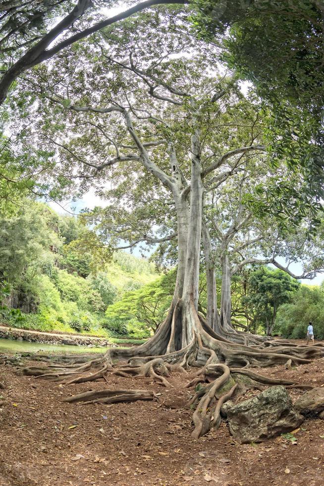 dentro da floresta tropical no Havaí conjunto de piratas do caribe foto