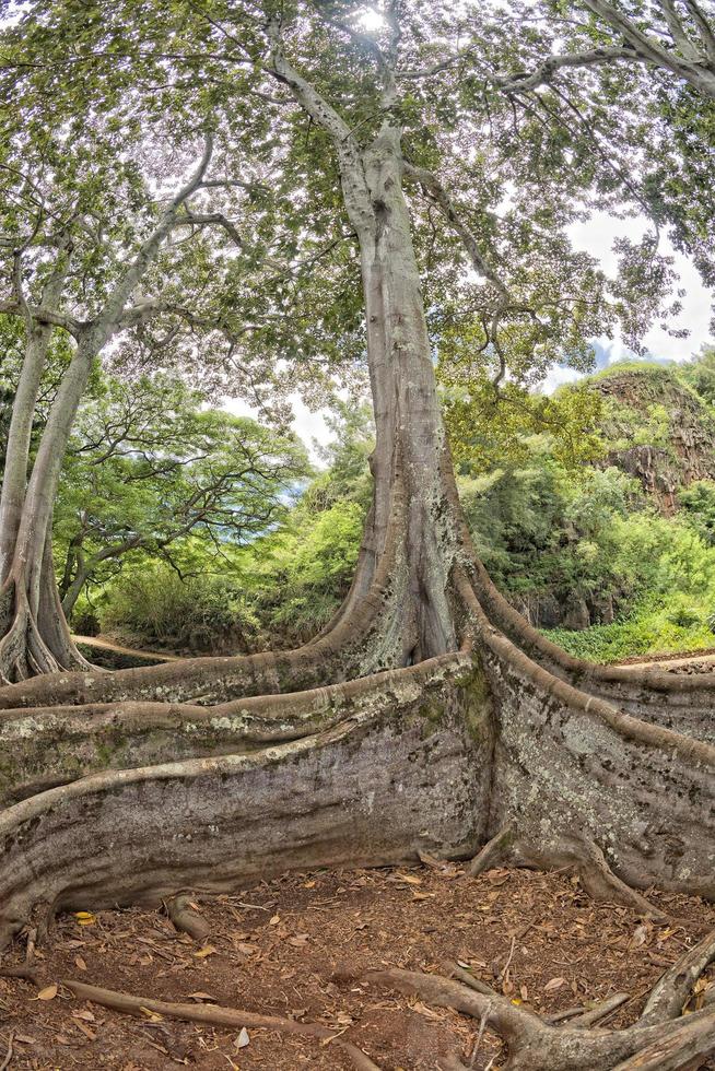 dentro da floresta tropical no Havaí conjunto de piratas do caribe foto