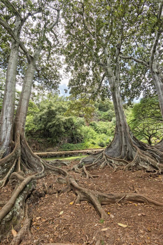 dentro da floresta tropical no Havaí conjunto de piratas do caribe foto