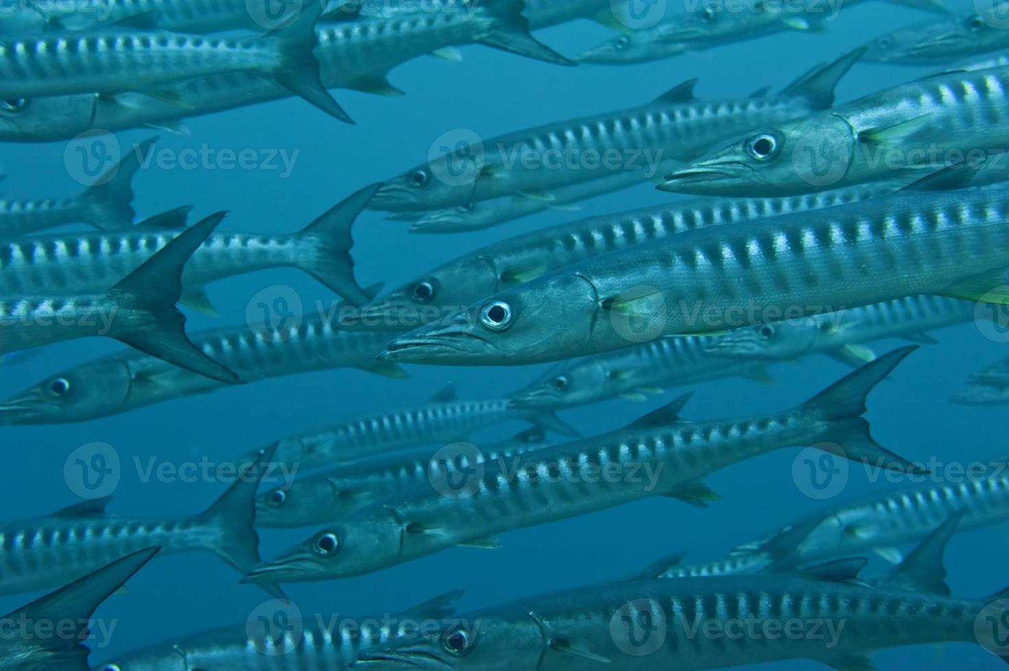 uma barracuda escola do peixe fechar acima dentro a profundo azul mar foto