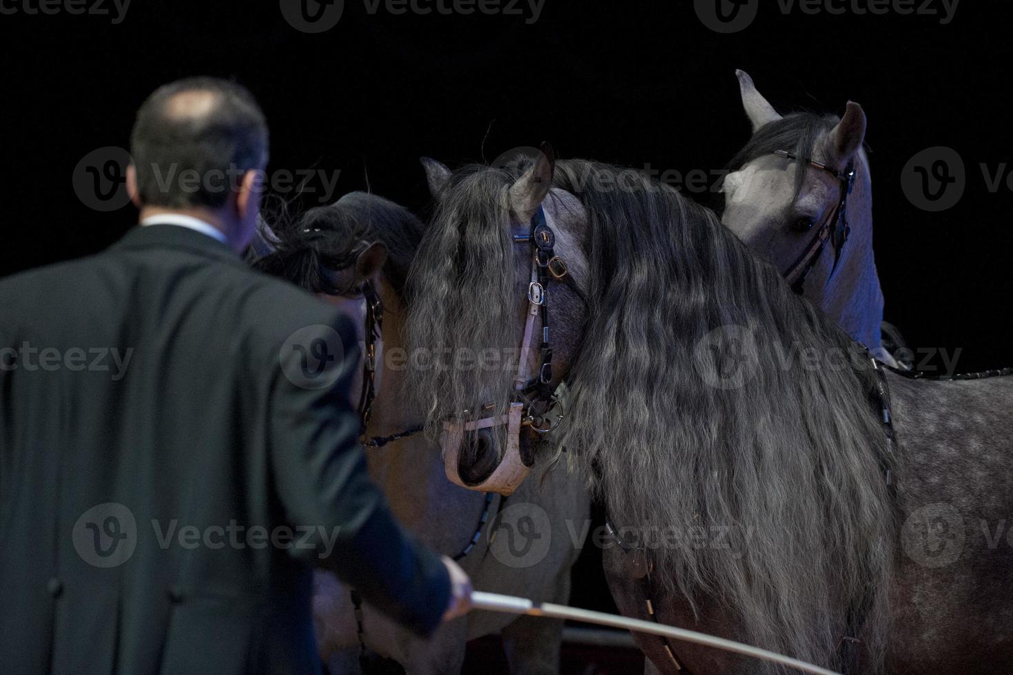 cavalos brancos de circo desenfreado foto