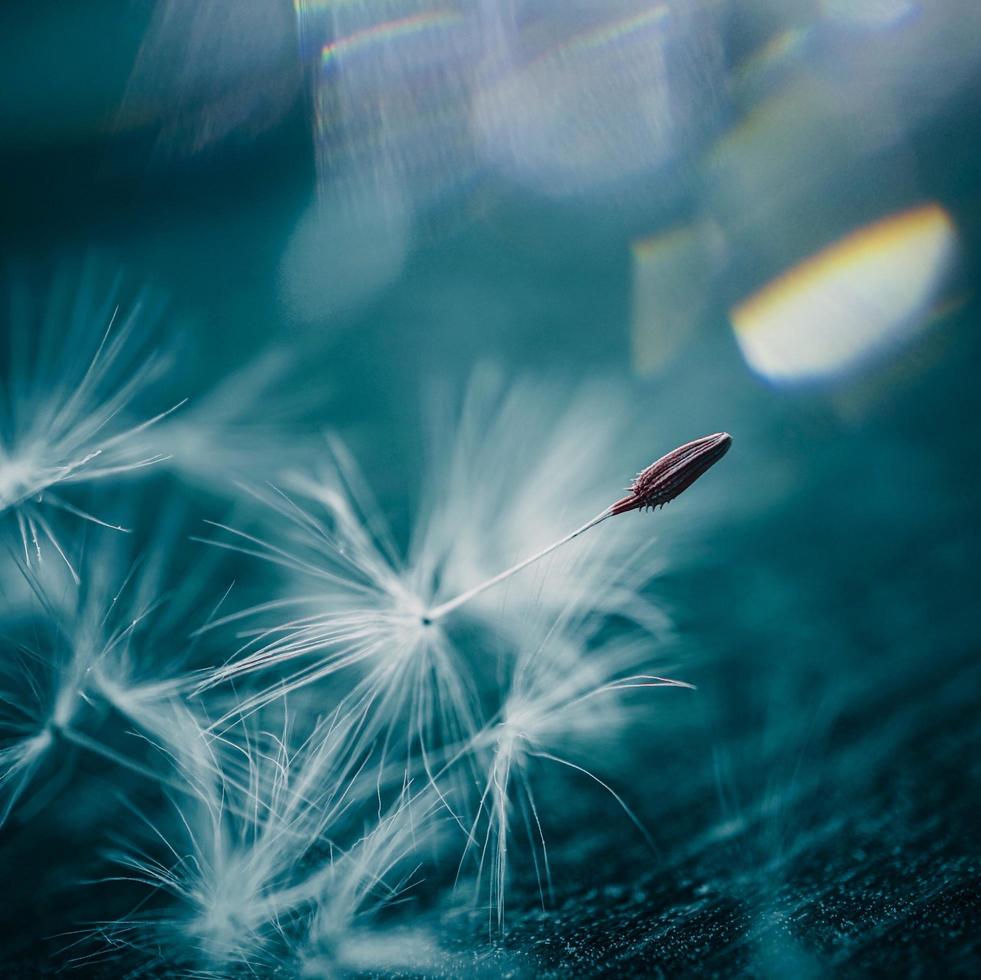 uma semente de flor de dente-de-leão na primavera foto