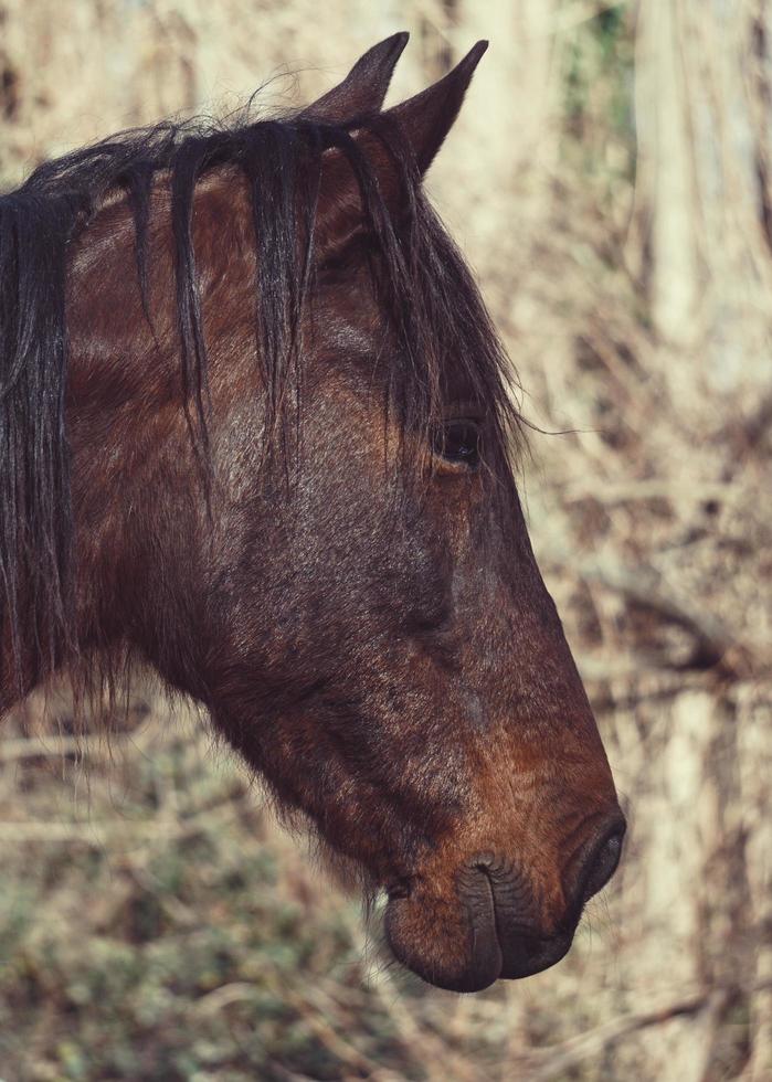 um lindo retrato de cavalo marrom foto
