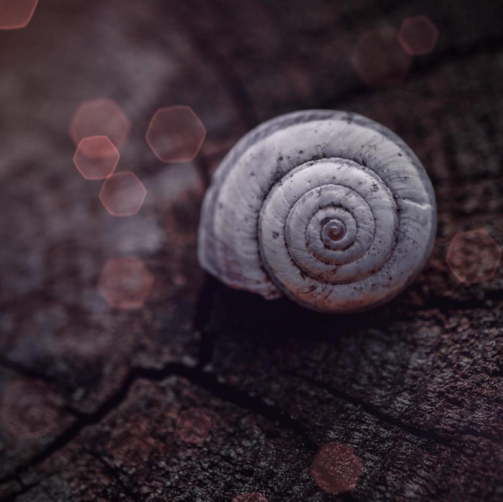 um caracol branco na natureza foto