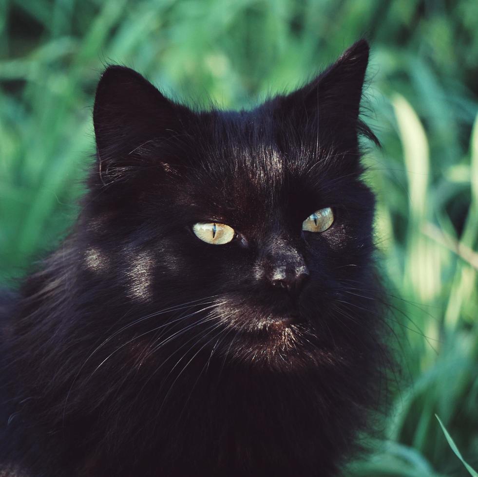 lindo retrato de gato de rua preto foto