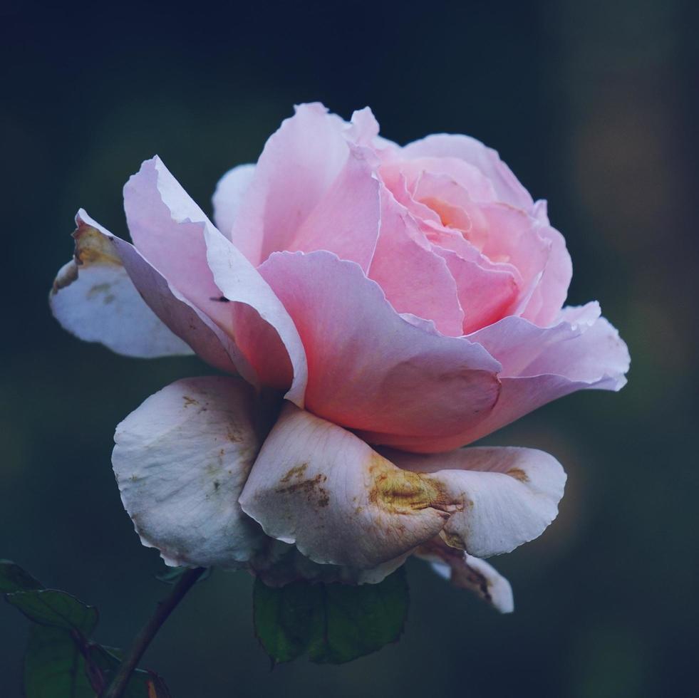 uma linda flor rosa na primavera foto