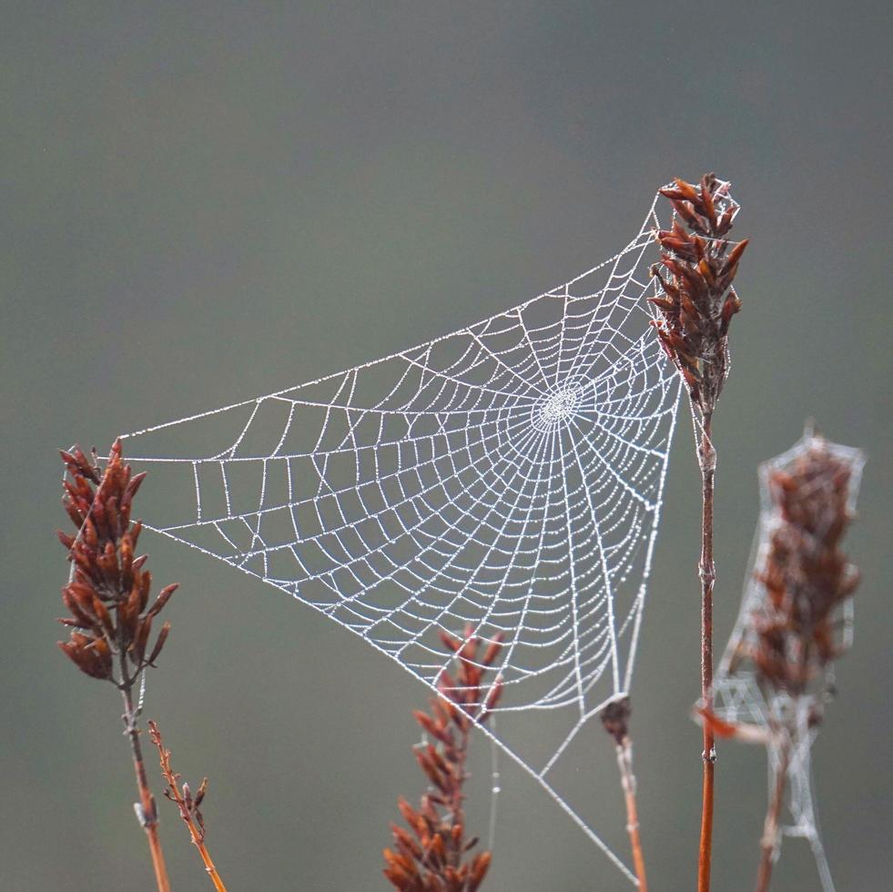 teia de aranha nas plantas secas da natureza foto