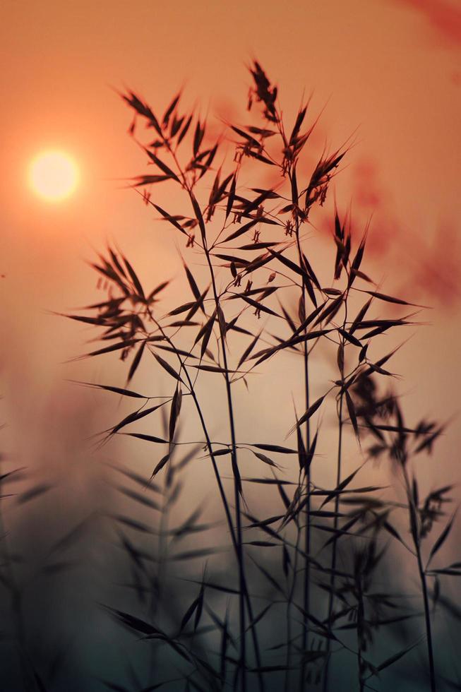 plantas com flores secas e pôr do sol na natureza foto