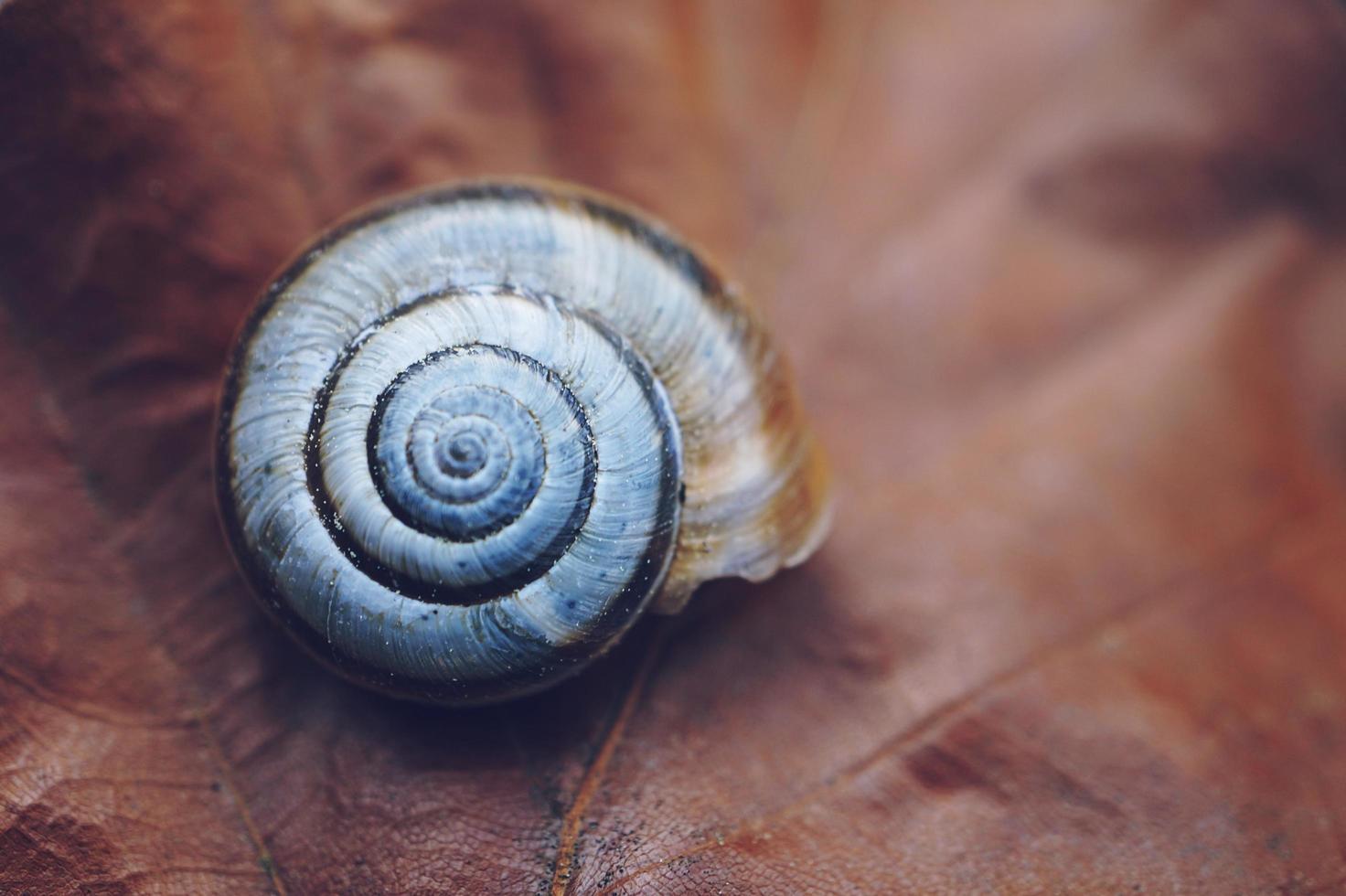 caracol branco na natureza foto