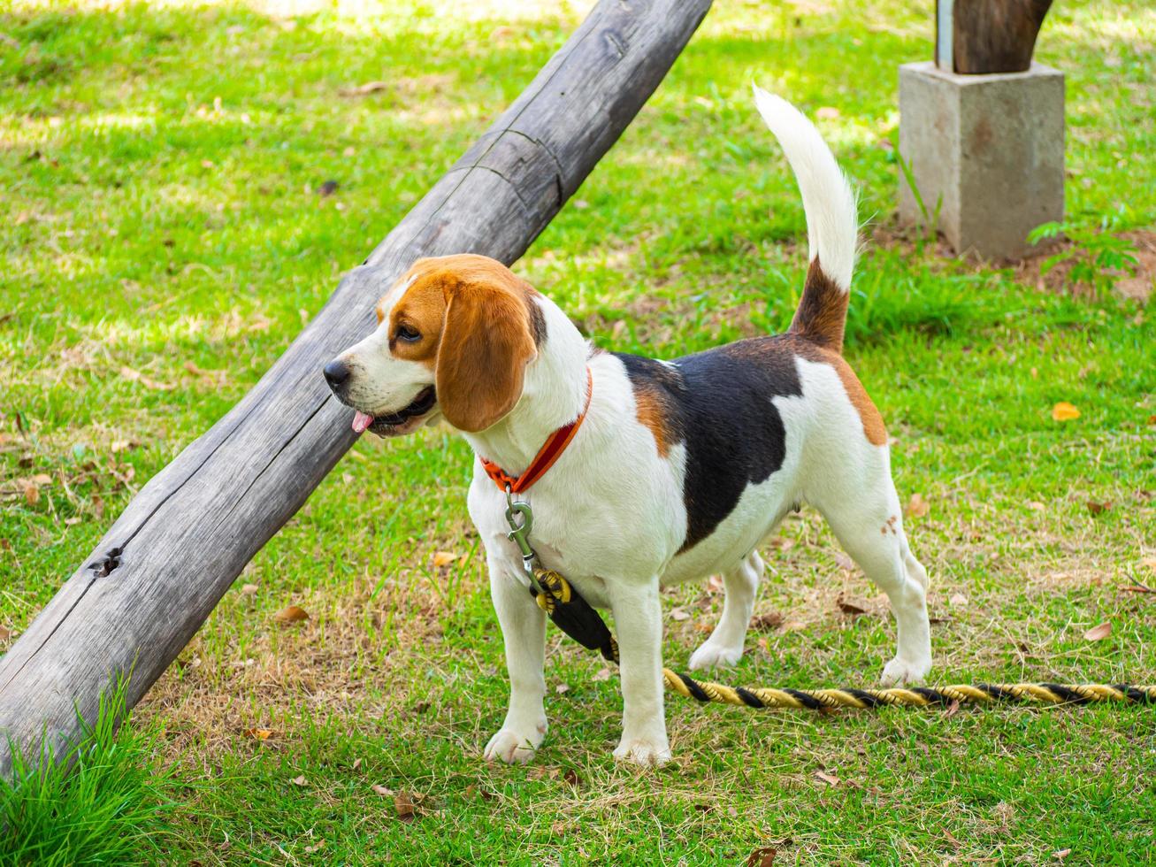 lindo cachorro beagle em um parque foto