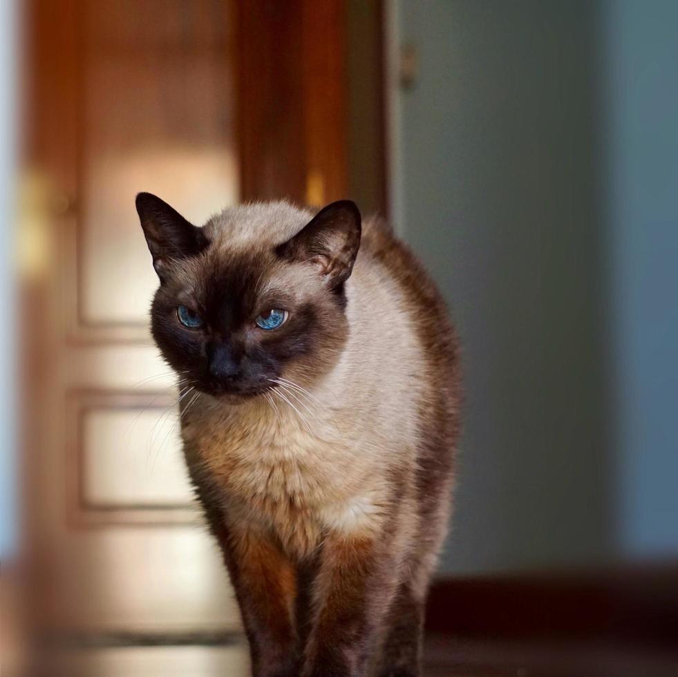 um lindo retrato de gato siamês foto