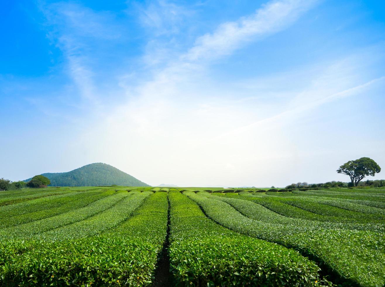bela vista do campo de chá verde com céu em jeju, coreia do sul foto