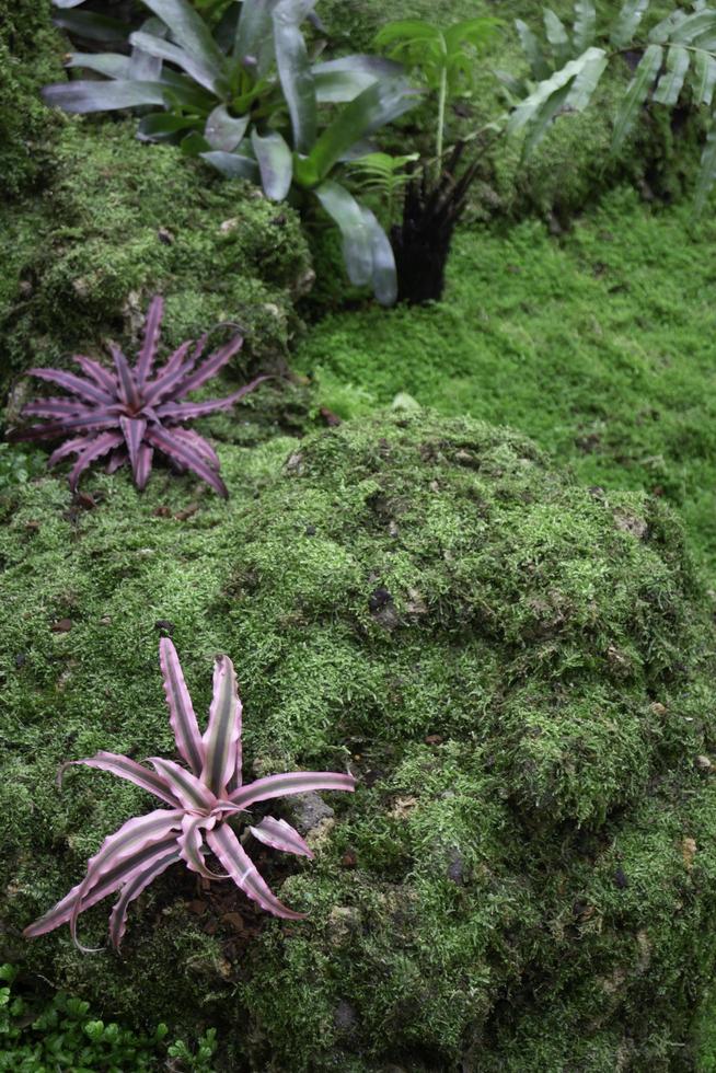 plantas verdes em jardim tropical foto