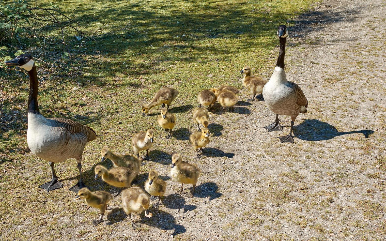 orgulhoso Canadá Ganso --branta canadensis - família com Goslings, Renânia, Alemanha foto