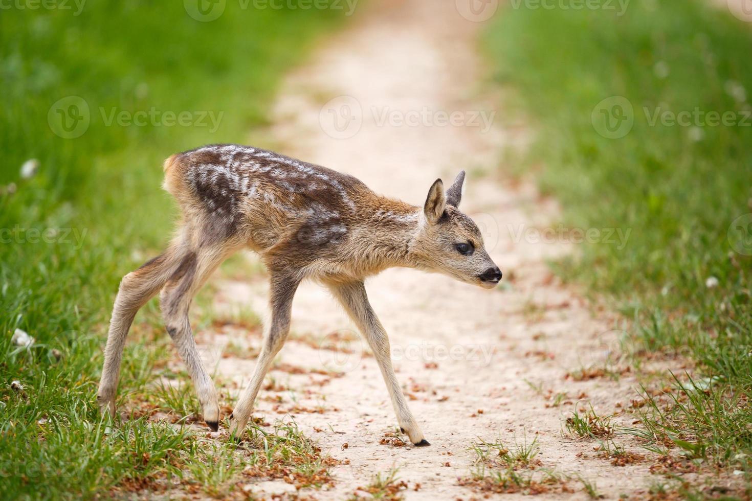 jovem corça selvagem na grama, capreolus capreolus. veado recém-nascido, natureza selvagem da primavera. foto