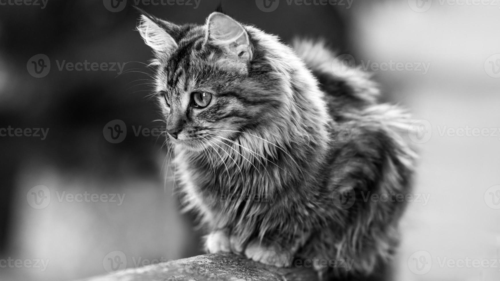 retrato do close-up de um cat.image doméstico listrado cinza para clínicas veterinárias, sites sobre gatos, para comida de gato. foto