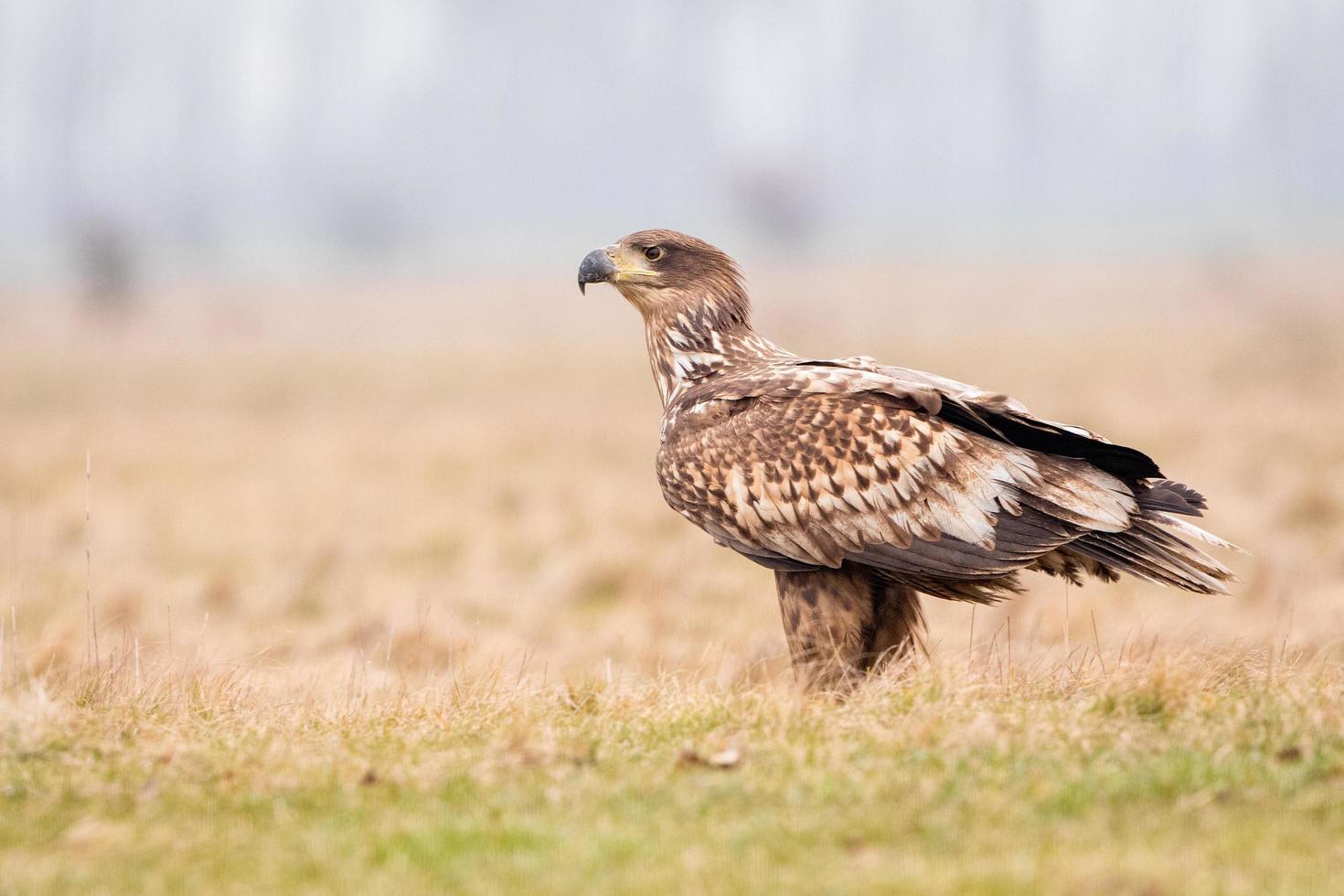 águia de cauda branca juvenil foto