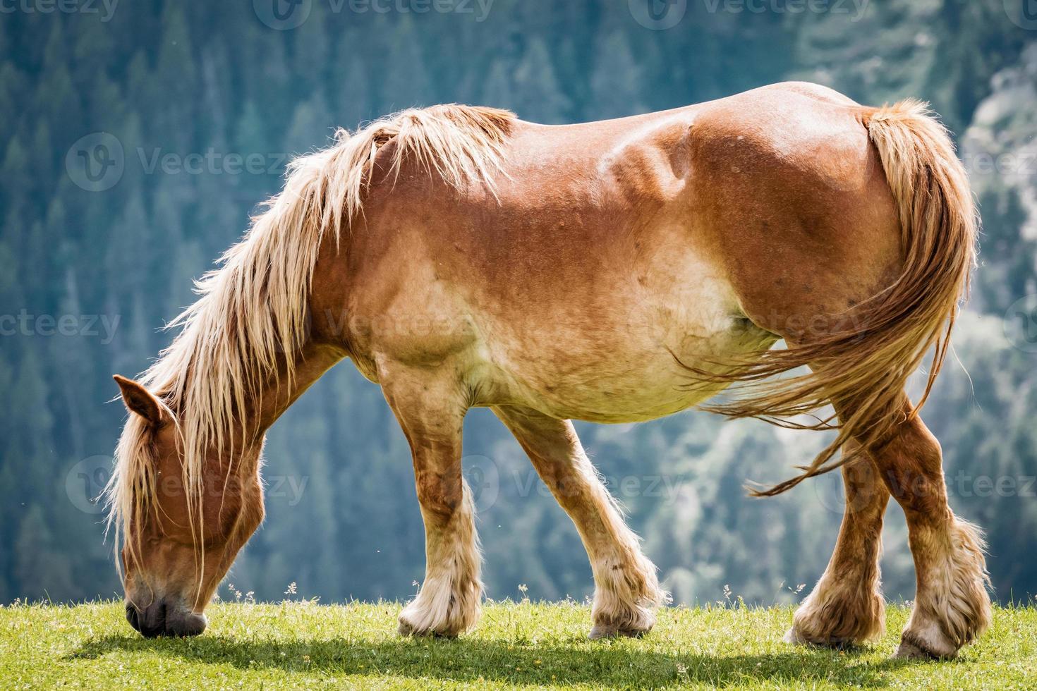 lindo cavalo castanho pastando em um prado foto