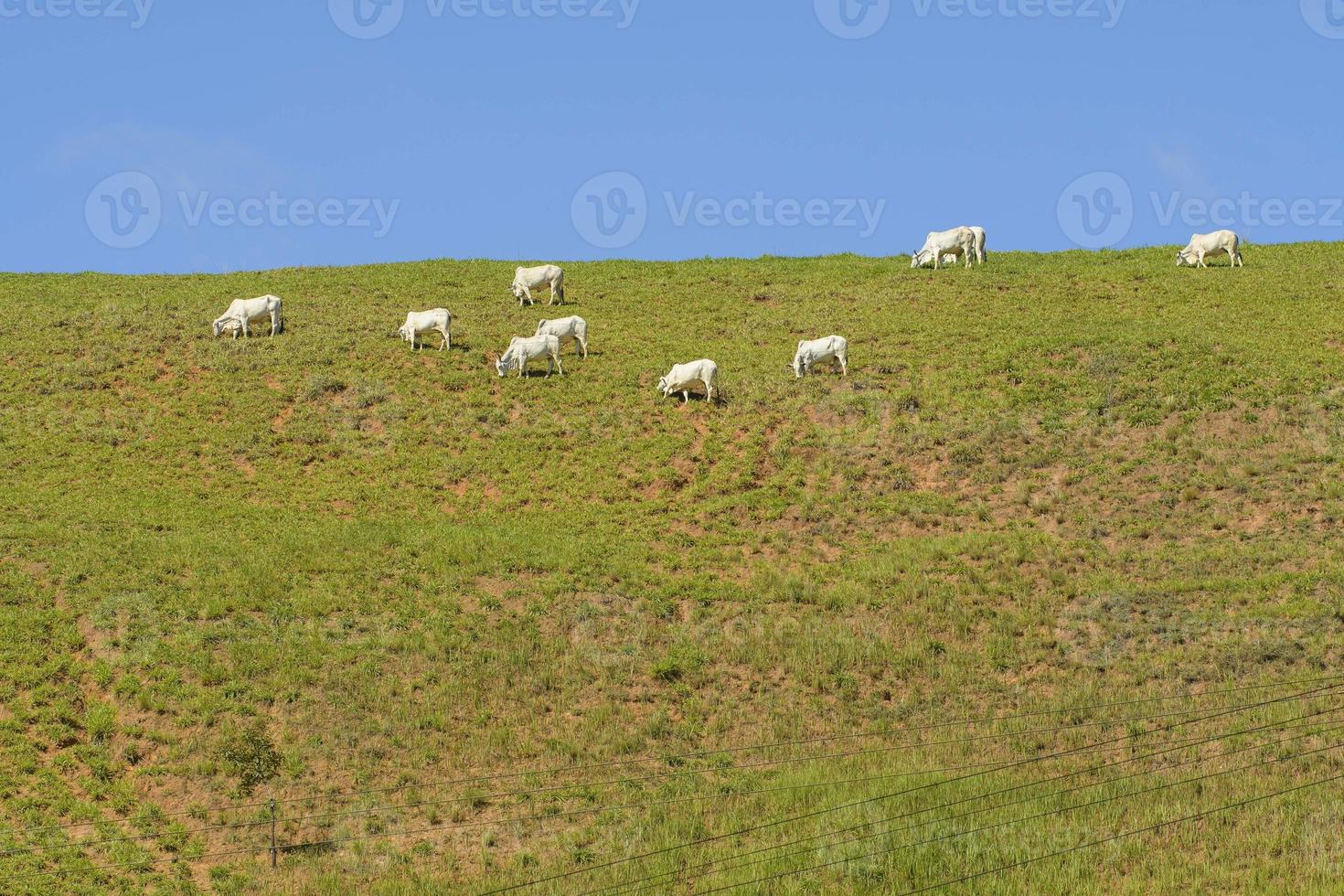 vacas no pasto no topo da montanha em um dia muito ensolarado foto
