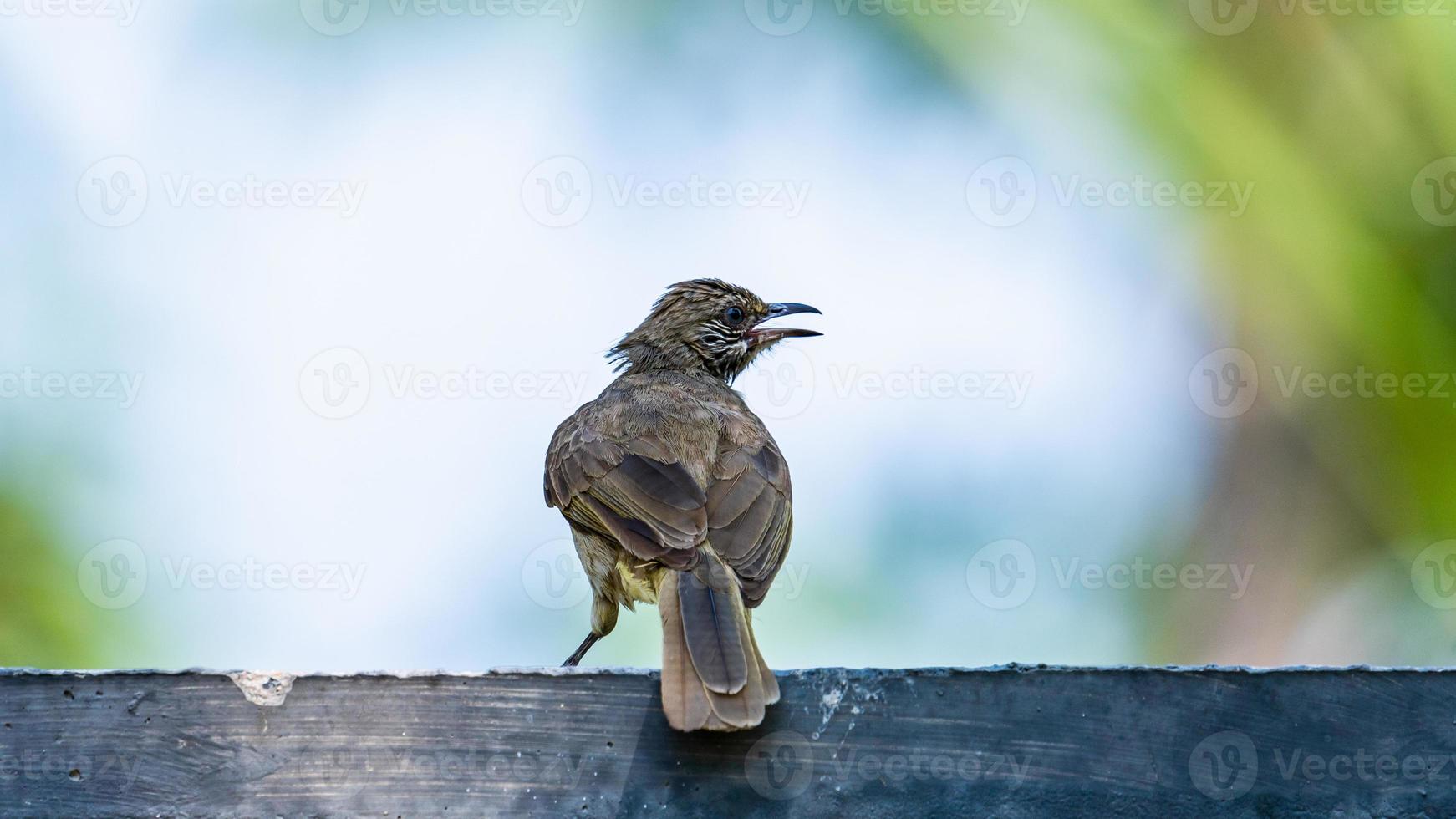 orelhudo bulbul ficar de pé em a cerca foto