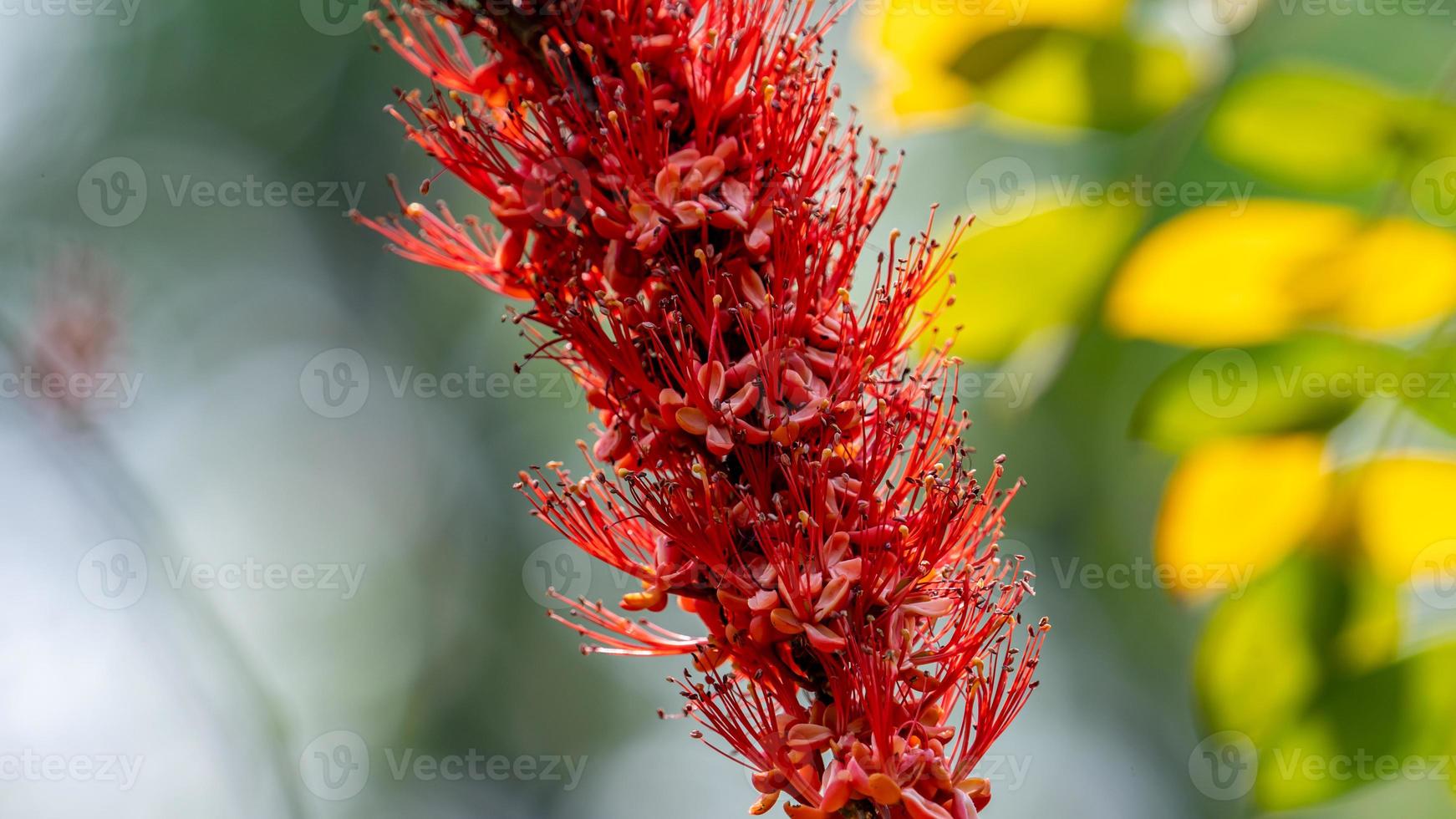 macaco flor árvore florescendo dentro natureza foto