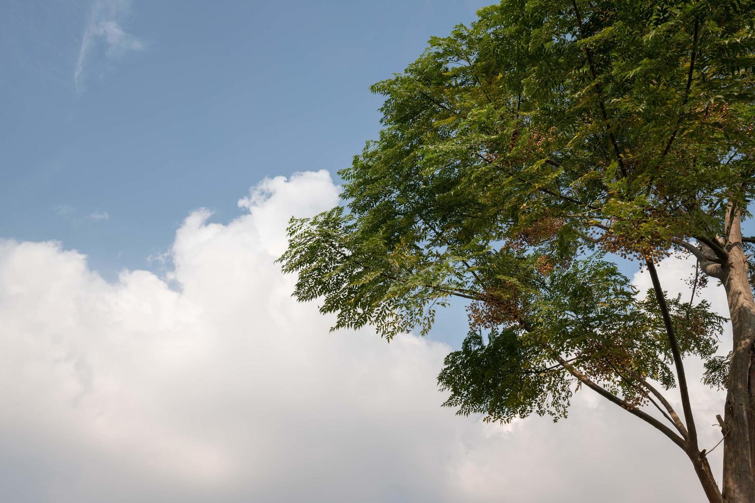 árvore verde, nuvens brancas, céu azul foto