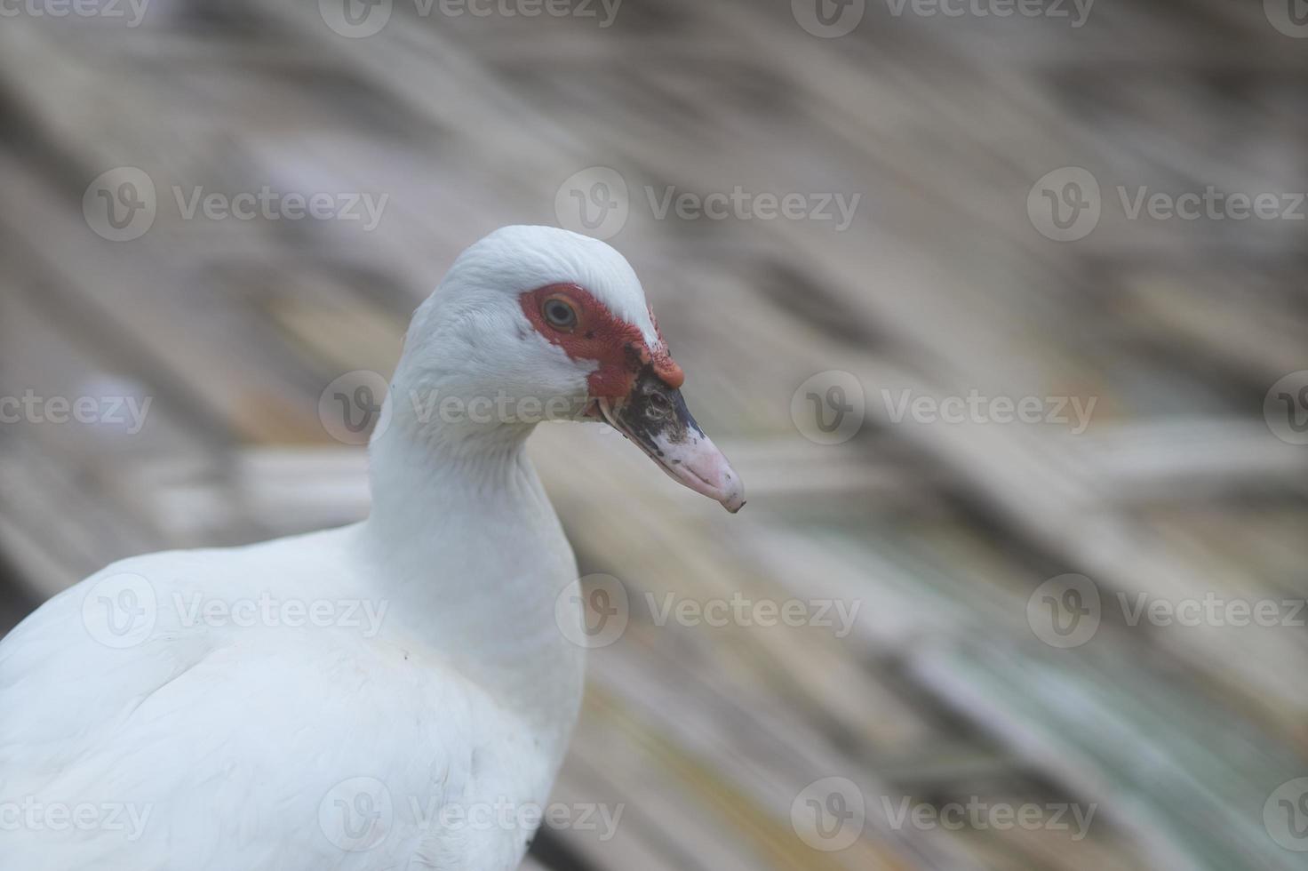 fechar acima do branco Pato cabeça. puro branco pequeno Pato com vermelho local por aí olhos e Rosa assar em pé em bambu tecido em caloroso ensolarado inverno dia. detalhe do a Pato pescoço e bico. seletivo foco. foto