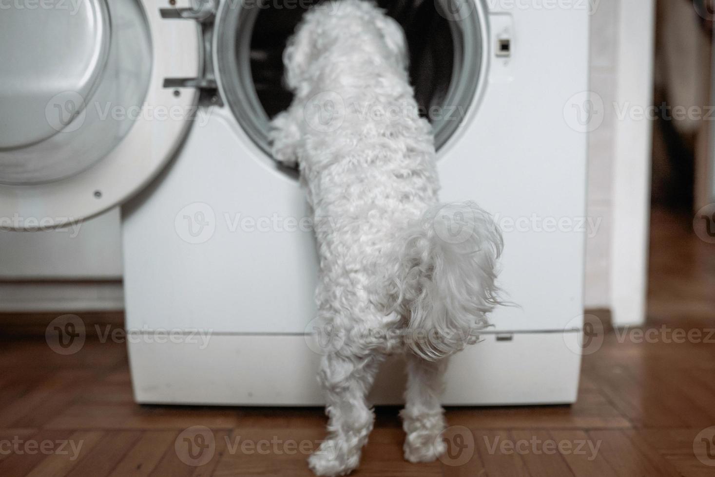 lindo cachorrinho branco olhando para a máquina de lavar. foto