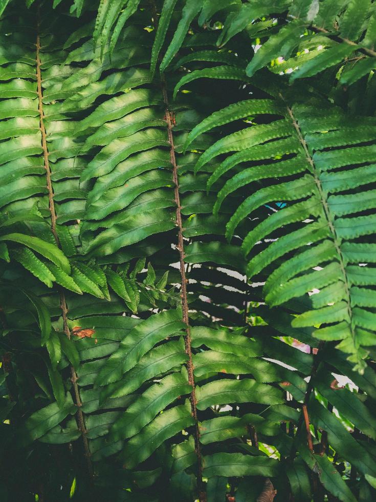folhas no parque da floresta tropical foto