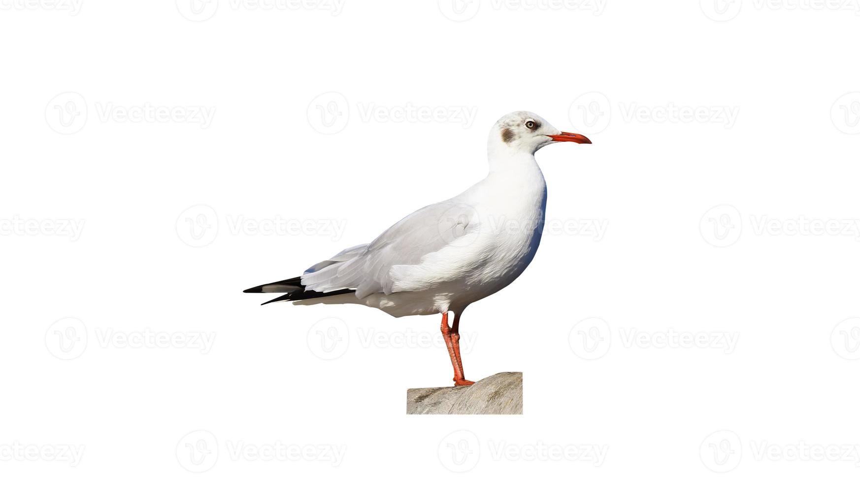 gaivota isolada no fundo branco foto