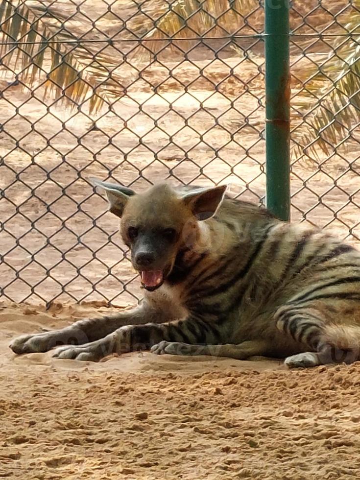 hiena dentro nofa animais selvagens safári recorrer foto