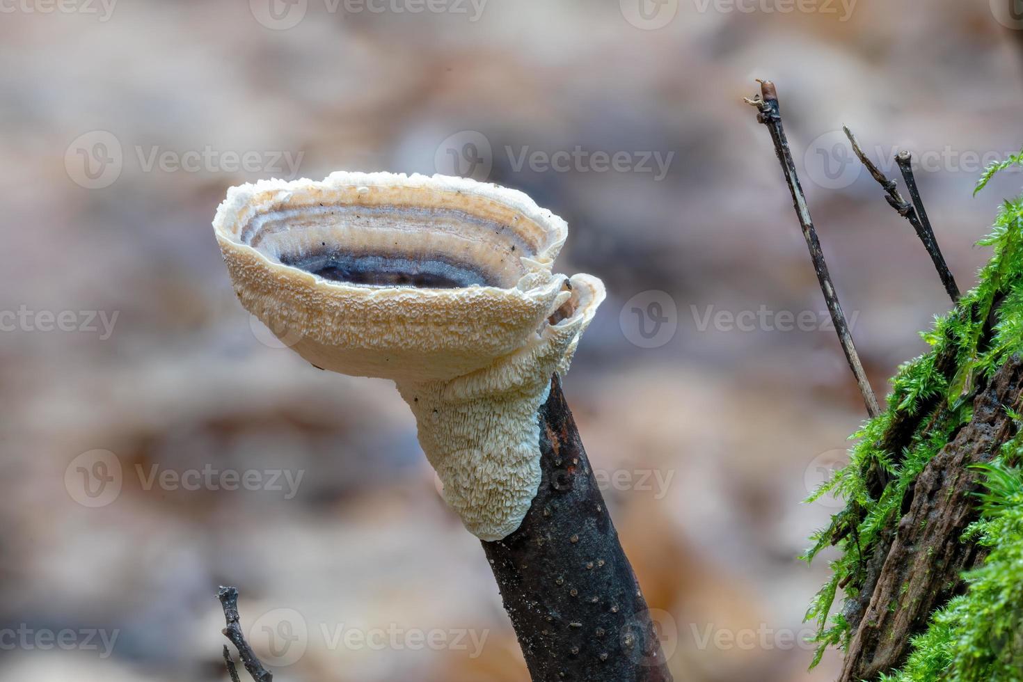 fechar acima do uma aveludado camada fungo estereum subtomentoso em a velho árvore ramo foto