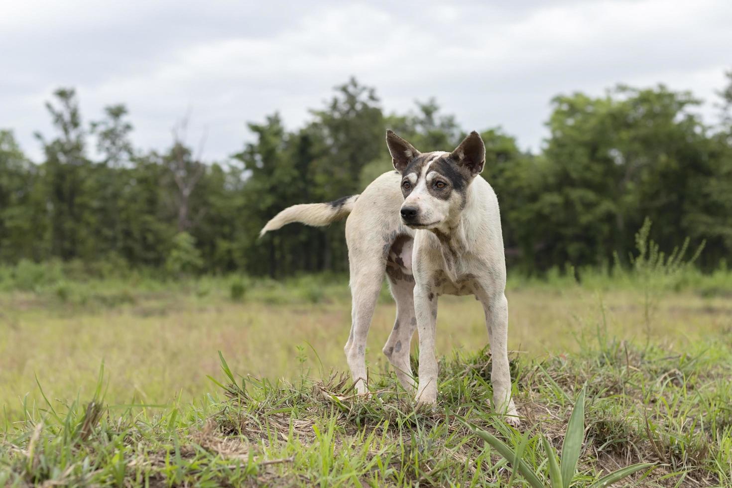 cachorro de fazenda tailandês no campo foto