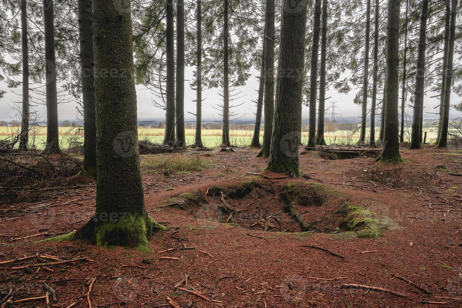 bois jaques. a floresta do a trincheiras a partir de fácil empresa, 101º transportado pelo ar divisão. fechar para a Cidade foy. Bélgica ardennes. foto