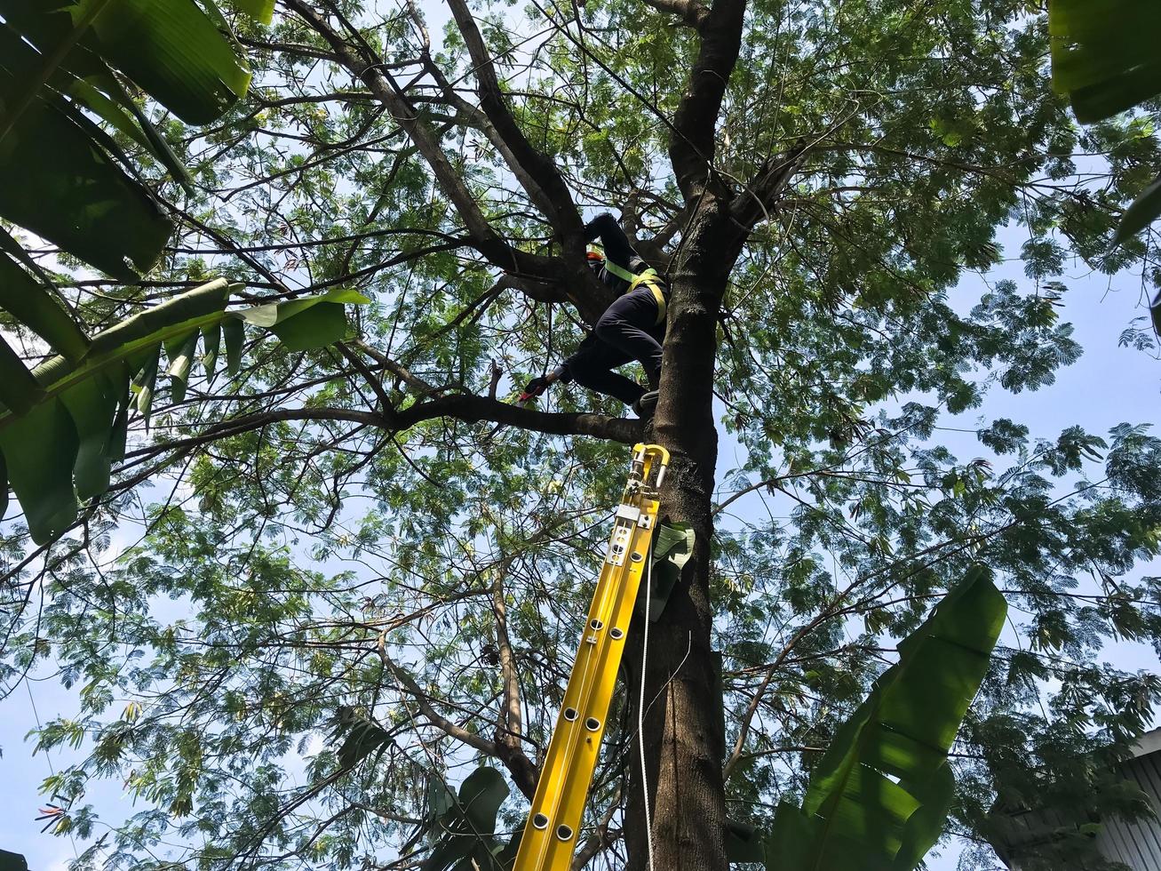 alguém é poda uma árvore de usando uma serra foto