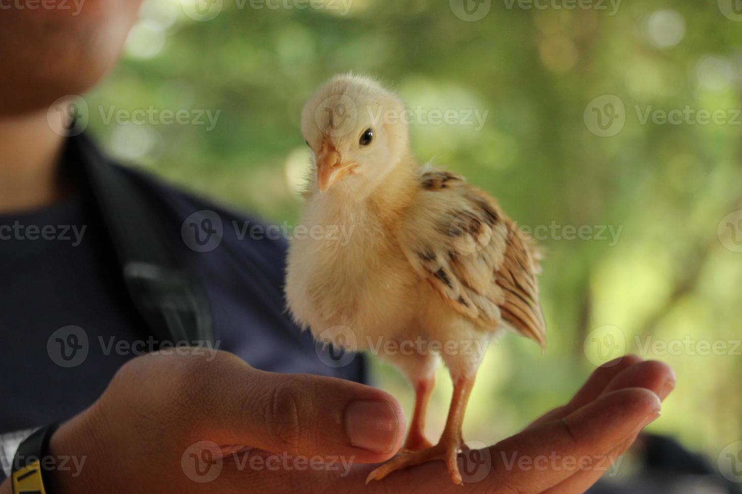 frango pintinho dentro humano mão dentro Fazenda foto