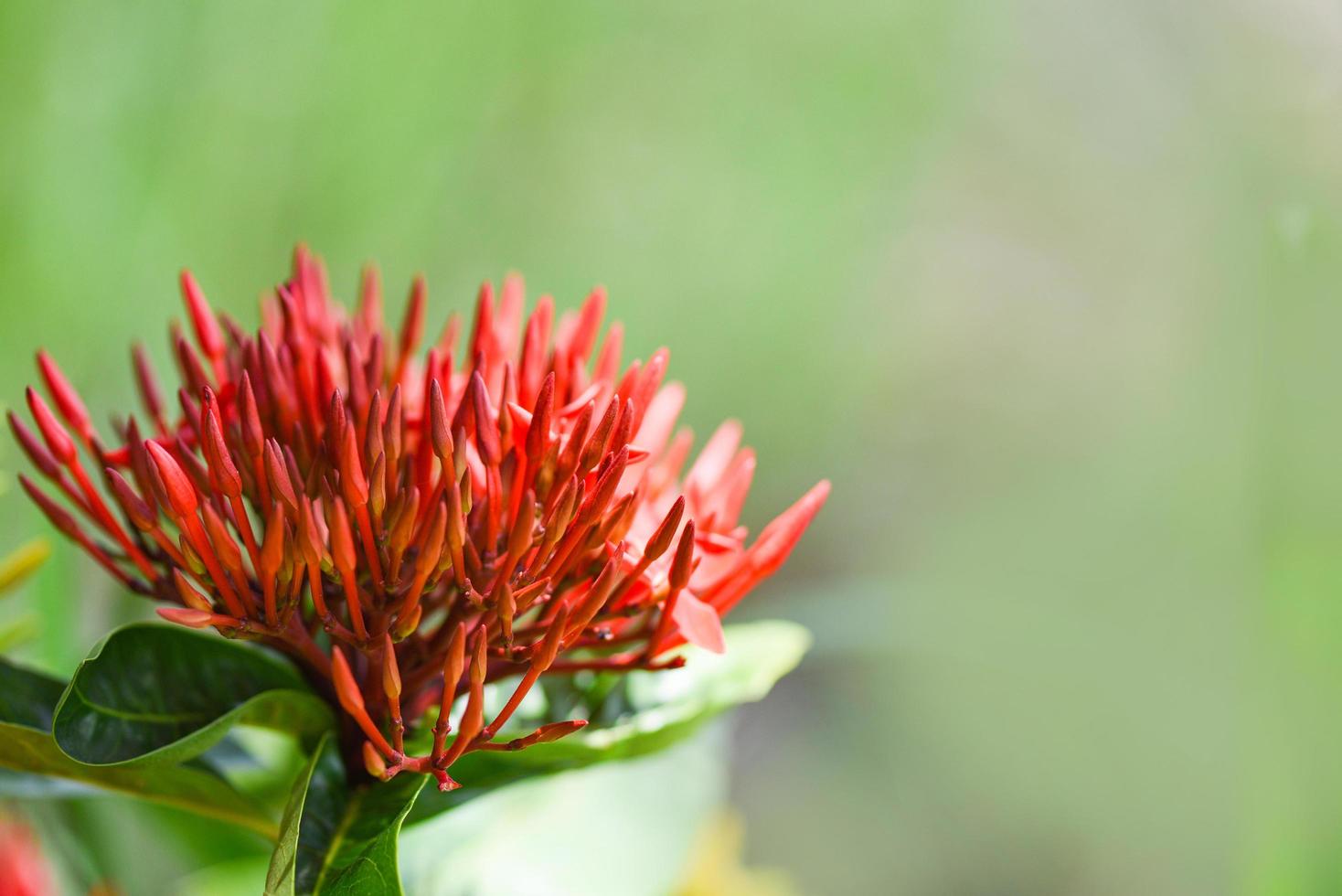 ixora flor vermelho florescendo dentro a jardim lindo natureza verde fundo - chinensis ixora coccinea foto