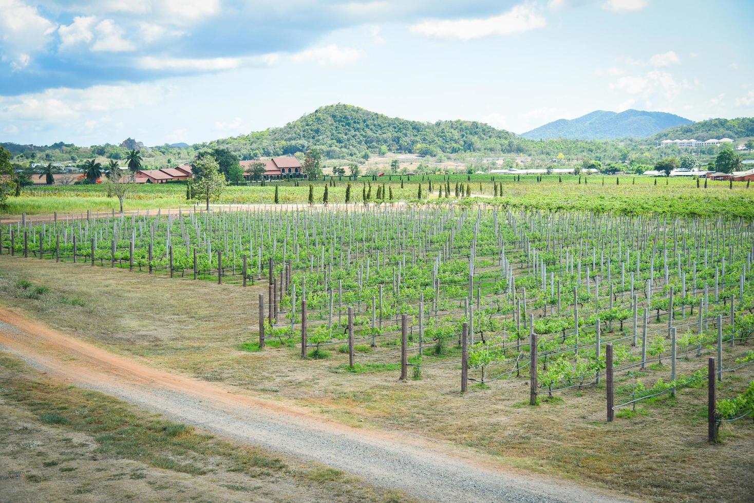 panorama uva videira crescendo dentro a vinhas plantio Fazenda agricultura foto