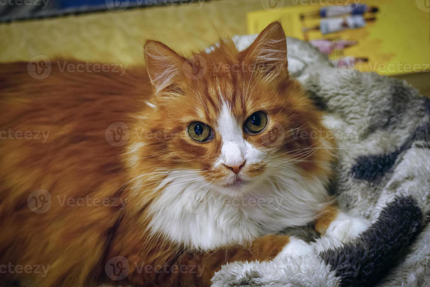 gengibre peludo gato com grandes bigodes e pontudo orelhas deitado em casa roupão de banho em amarelo sofá olhando em linha reta para dentro a Câmera foto