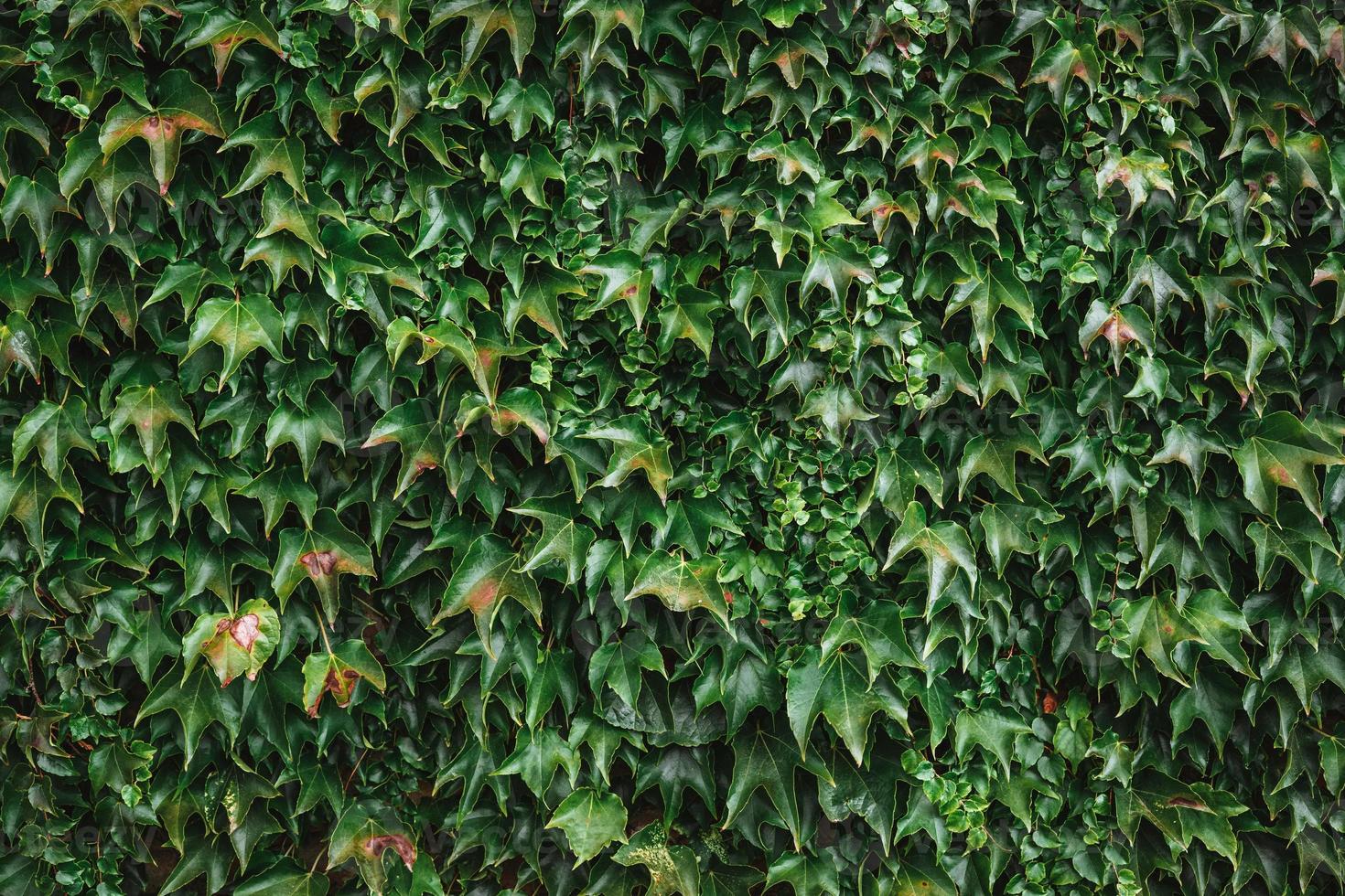 hera textura. hera cerca fundo. hera pano de fundo. hera papel de parede. hera backround imagem. hera muro. verde muro. verde plantar textura. verde folhas fundo. murta verde fundo foto