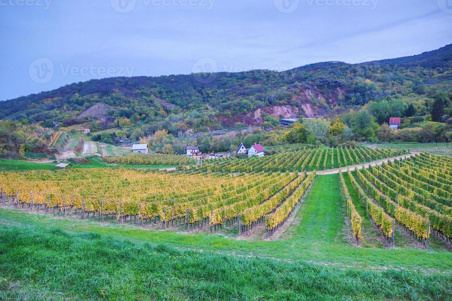 escondido Vinhedo dentro tokaj foto