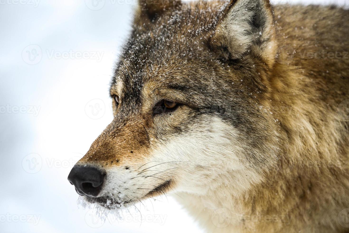 cinzento Lobo dentro a neve foto