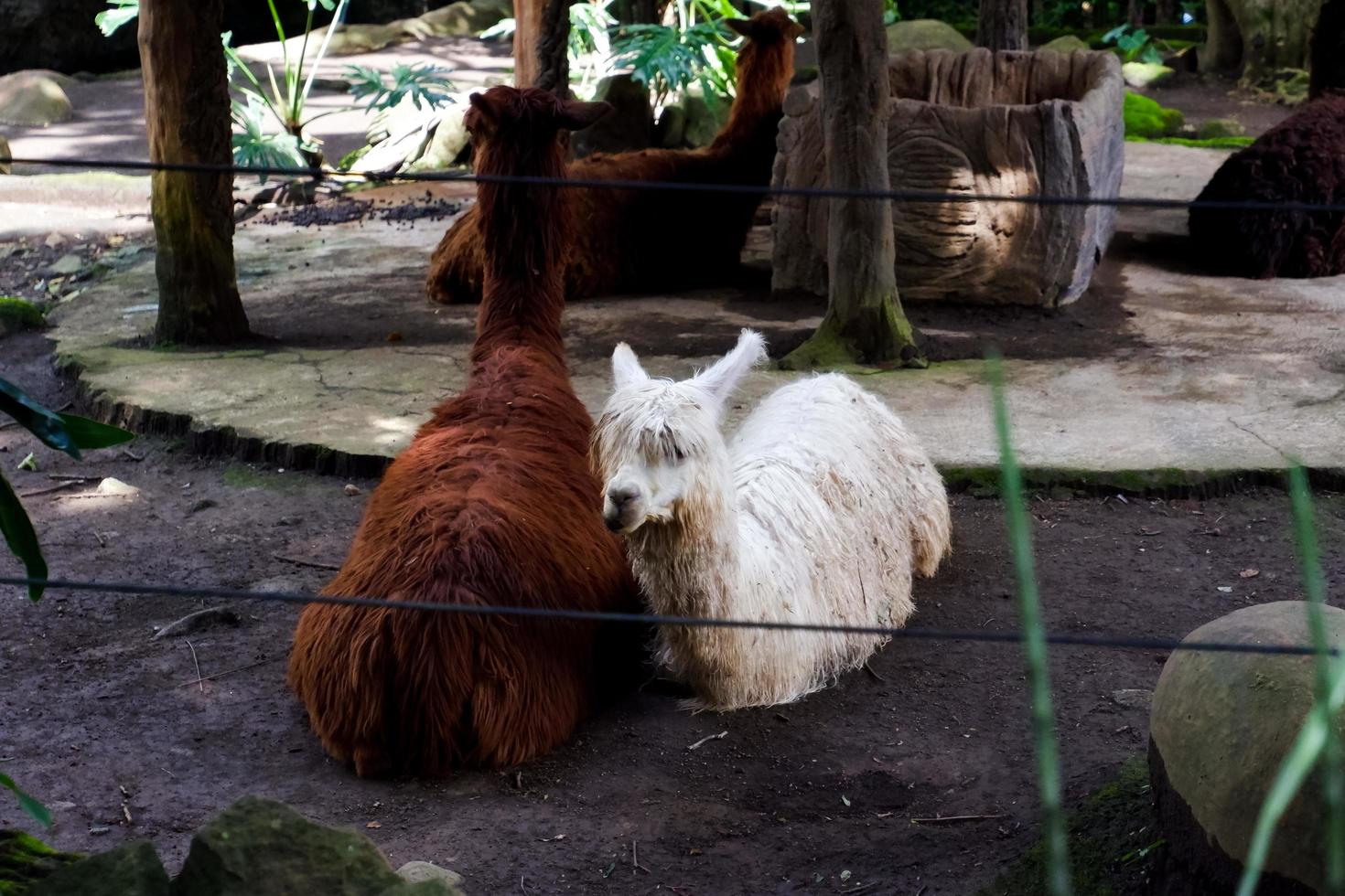 seletivo foco do Huacaya alpaca este é sentado dentro Está jaula. foto