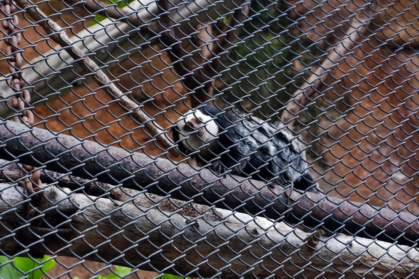 seletivo foco do branco adornado orelha saguis suspensão dentro Está jaula. foto